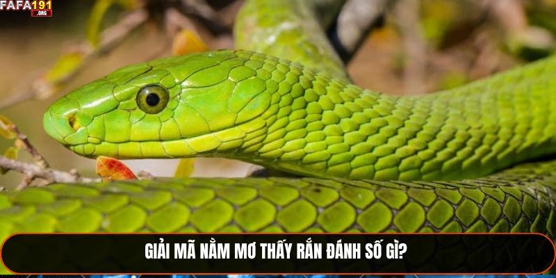 Giải Mã Nằm Mơ Thấy Rắn Đánh Số Gì? Ý Nghĩa Chiêm Bao 2025 3 Giải mã nằm mơ thấy rắn đánh số gì?